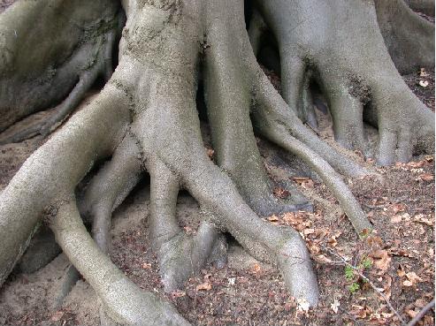 image d'un tronc d'arbre